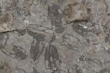Ordovician Trilobite Mortality Plate - Tafraoute, Morocco #126930-3
